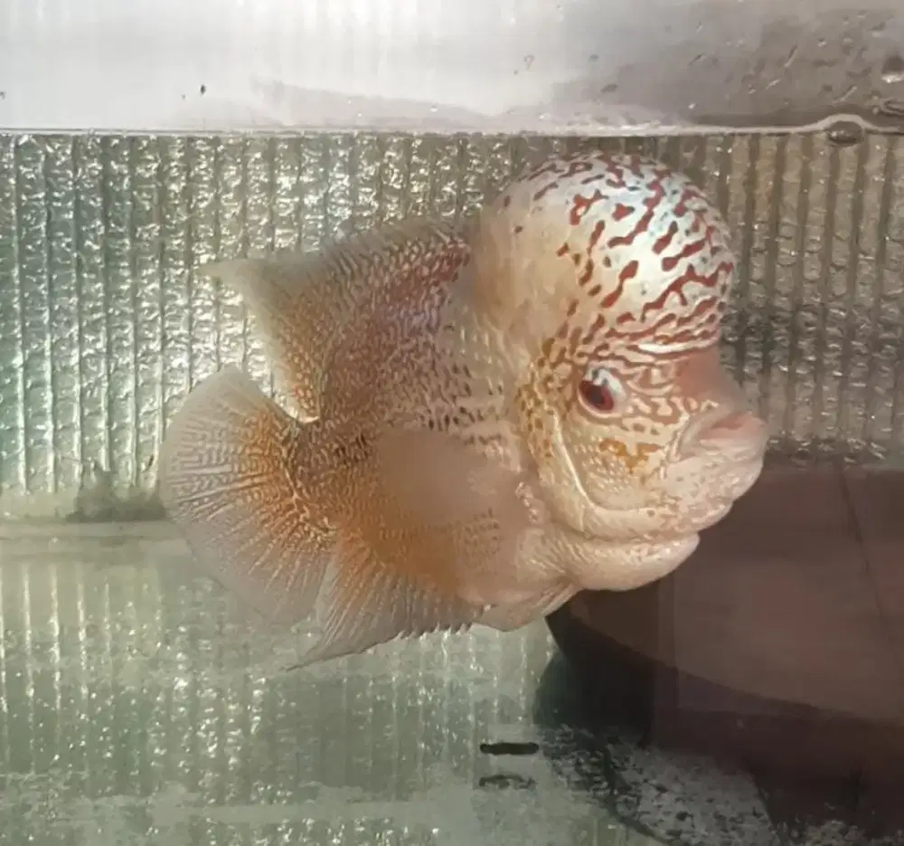 Ikan Louhan Cencu gen GB