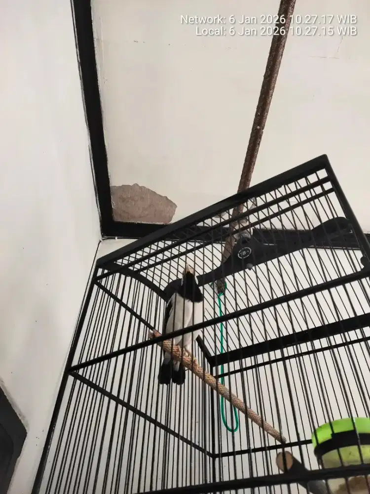 Burung j suren gcor jinak mulus