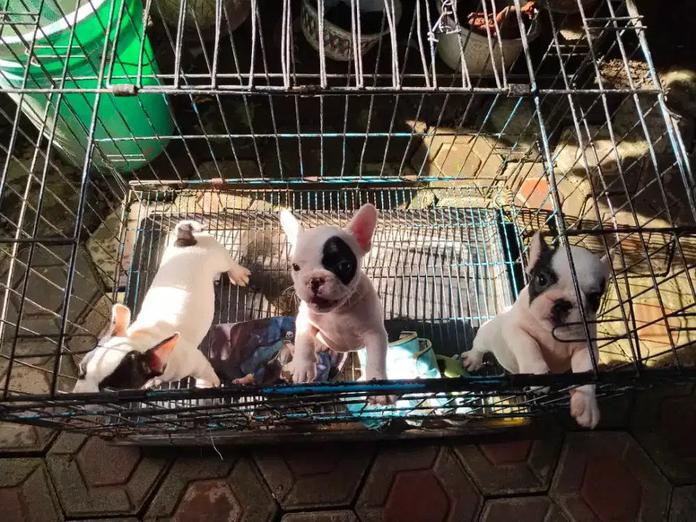 French Bulldog Jantan (2 bulan)