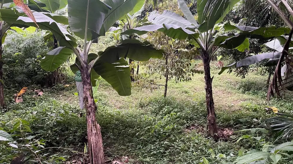 Dijual Tanah Ber-SHM Strategis di Donokerto