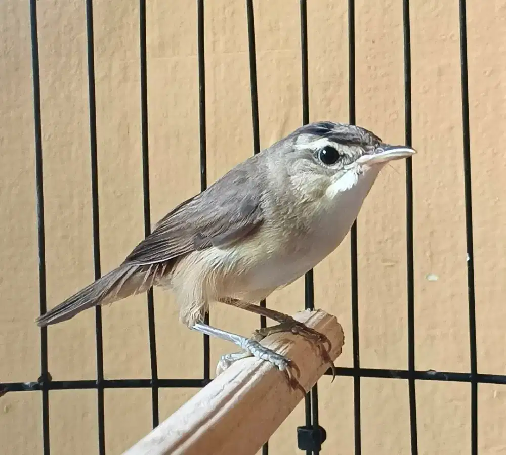 Kerak basi alis hitam shincan