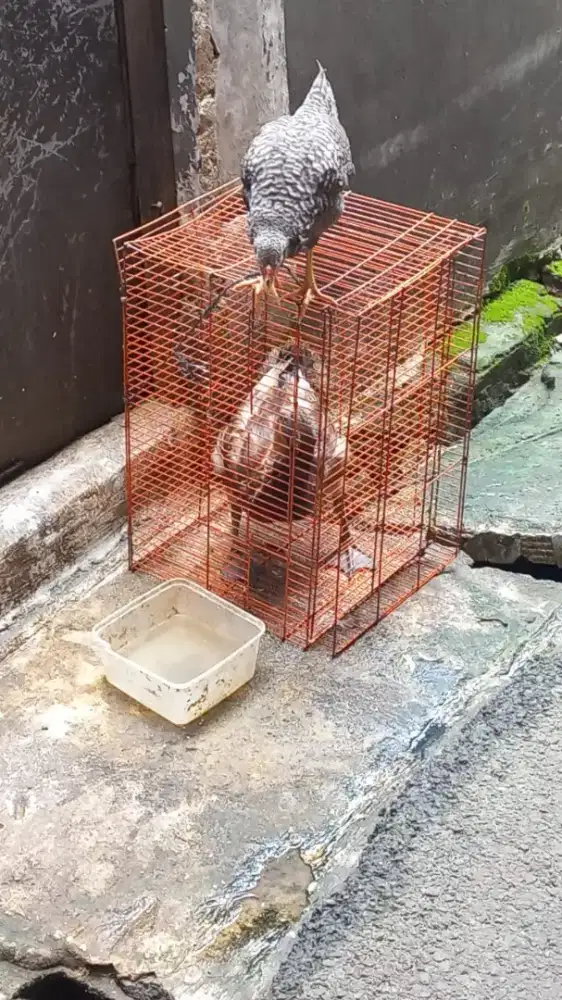 Ayam dan Bebek borong saja semua