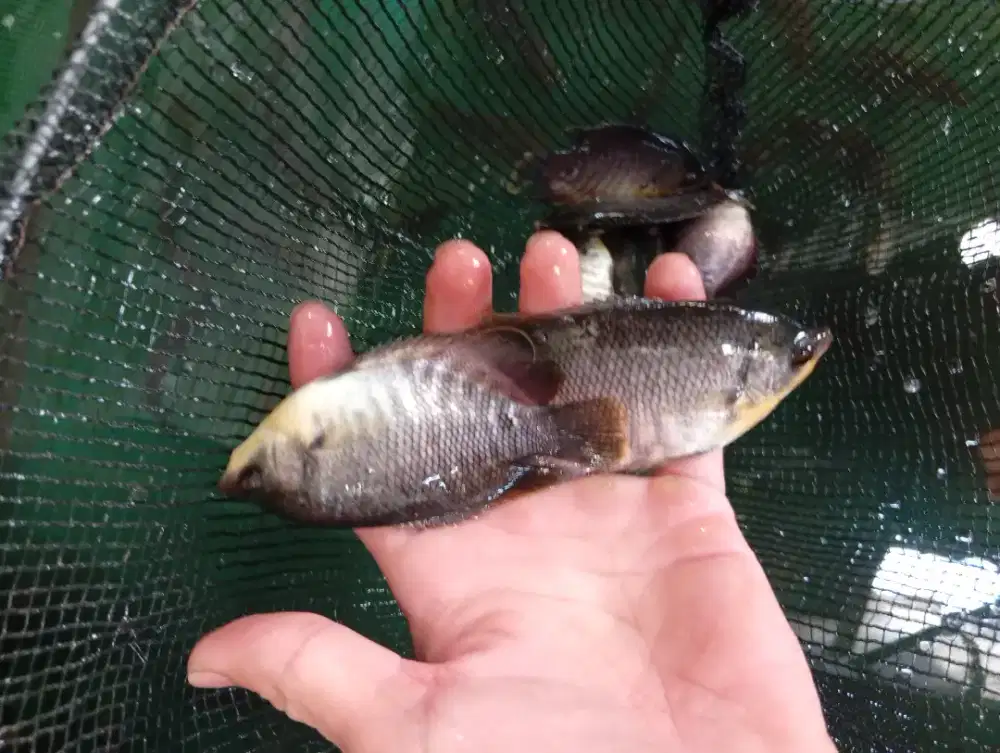 Bibit Gurame Soang Ukuran 3 Jari