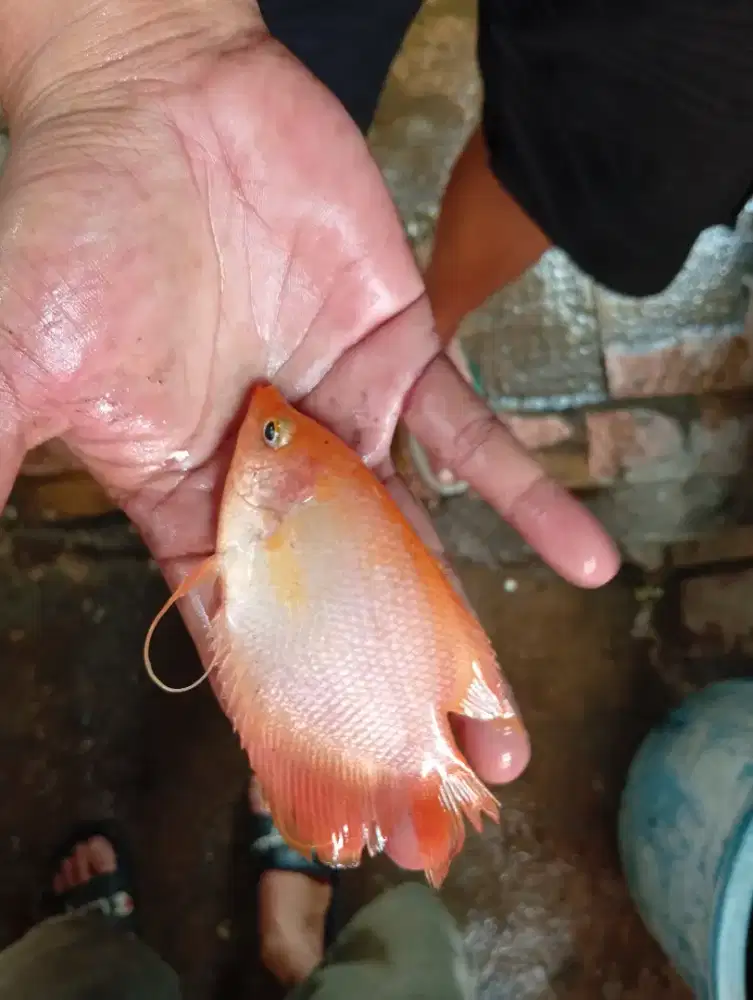 bibit Gurame padang Ukuran 3 jari
