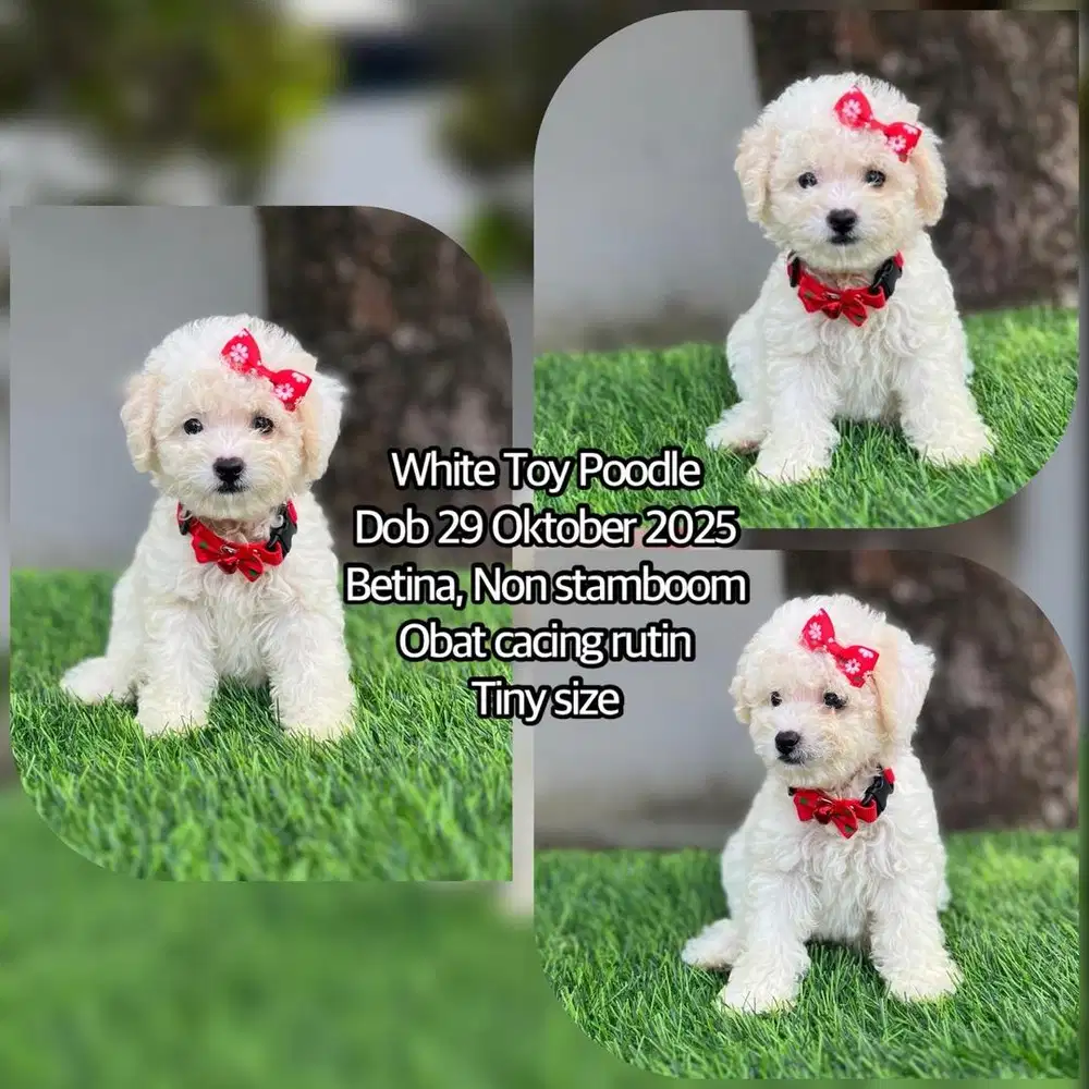 White Toy Poodle Betina Murah