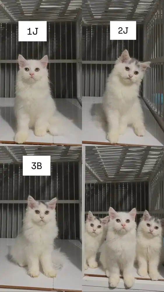 Kucing Kitten Persia