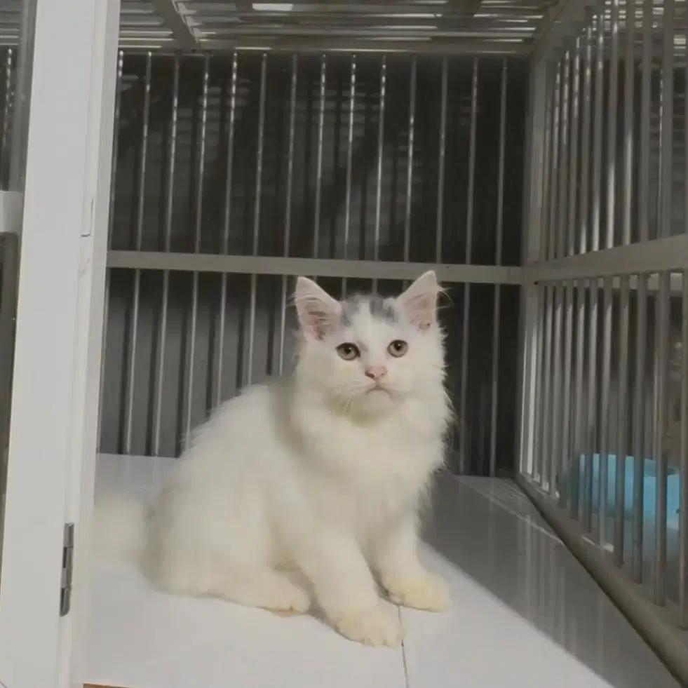 Kucing Kitten Persia (JANTAN)