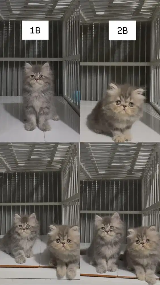 Kucing Kitten Persia