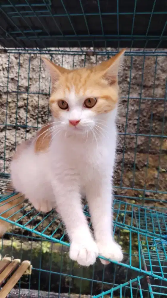 Kitten anakan BLH x Himalaya Redpoint siam