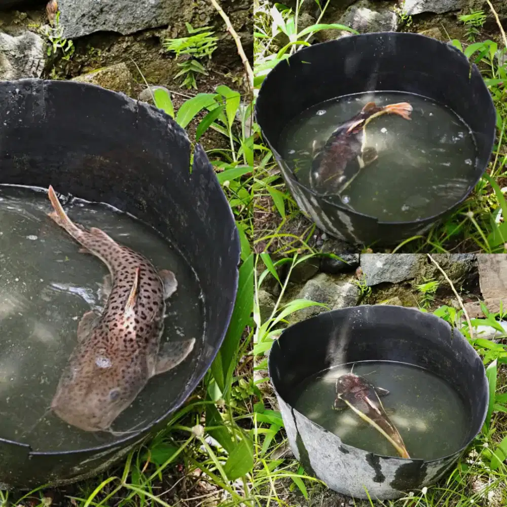 WTS RTC BIASA + SHORT BODY & LEOPARD