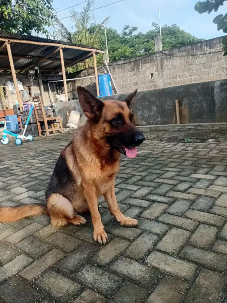 Anjing penjaga herder