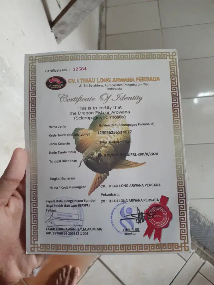 Jual ikan arwana golden red