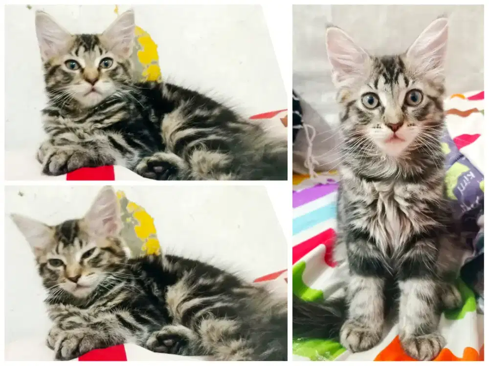 Kucing Mainecoon Nonped betina 2.5 bulan