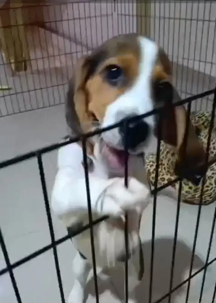 Anjing beagle jantan anakan usia 3 bulan ras murni