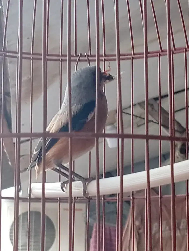 Edisi nggak sabar nggu bunyi