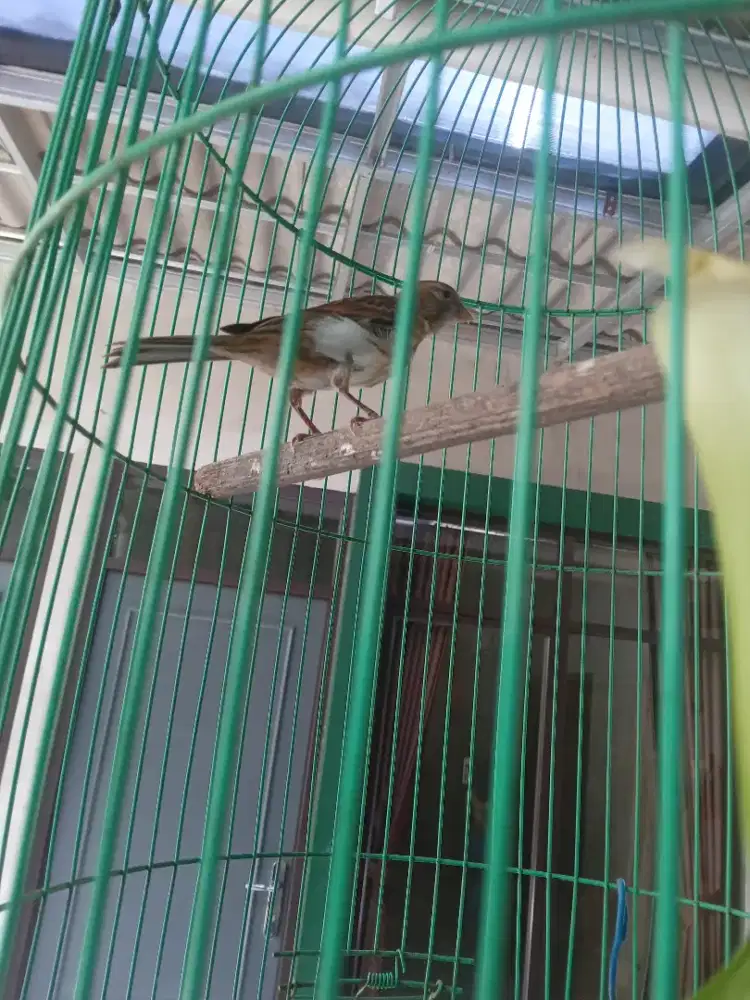 Kenari starblue greja