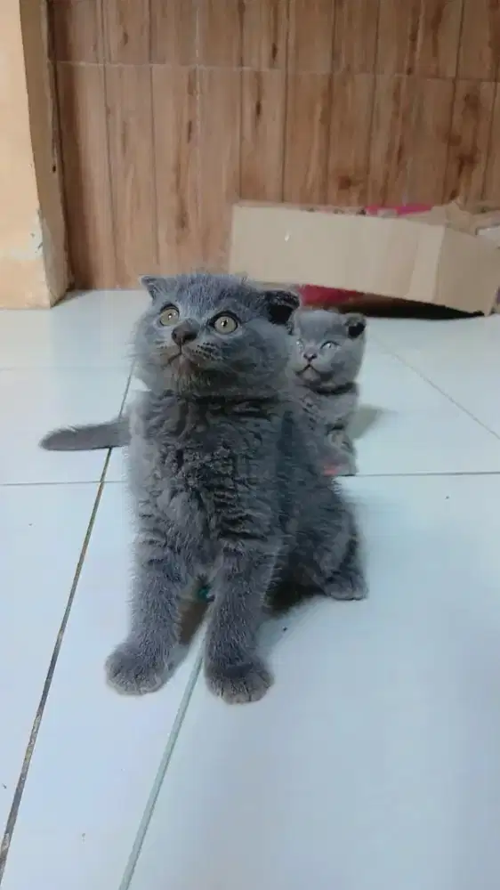 Kitten scottish fold