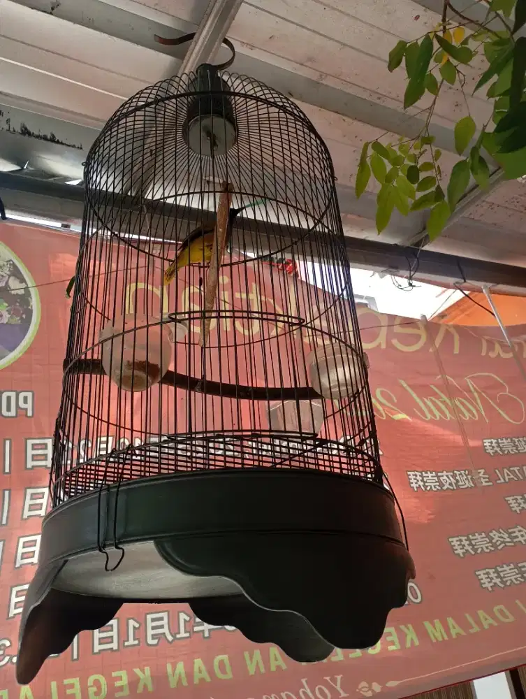 Kutilang sutra gacor dor FULLSET