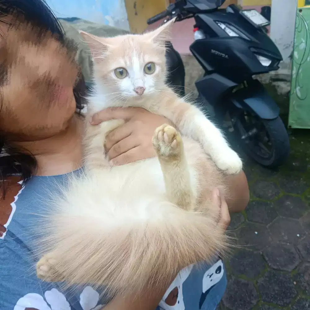 Kitten persmed sepasang
