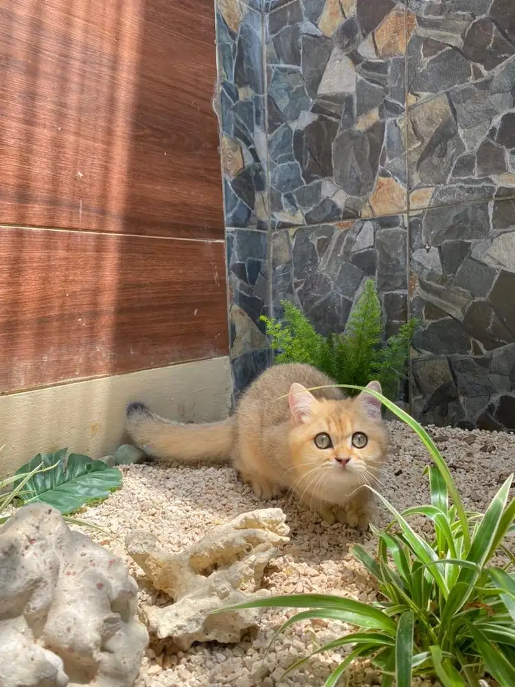 Bsh golden jantan british shorthair