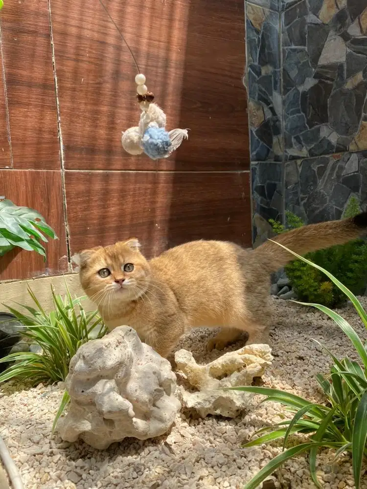 Scootish fold golden jantan british shorthair