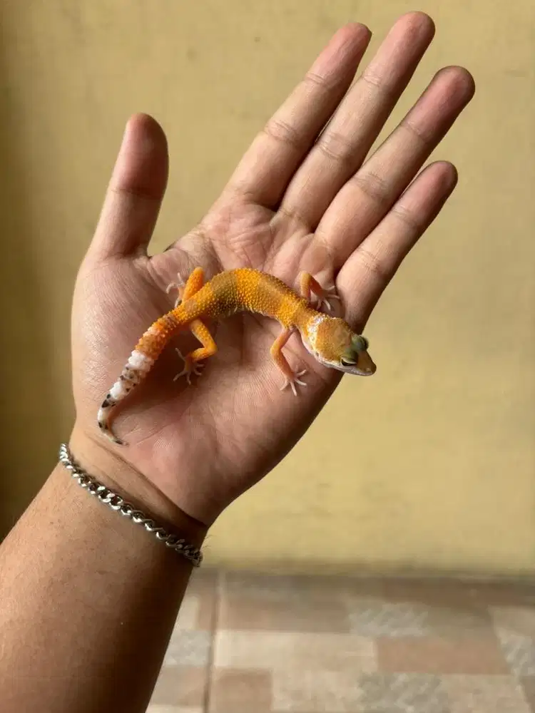 leopard gecko mulus data lengkap