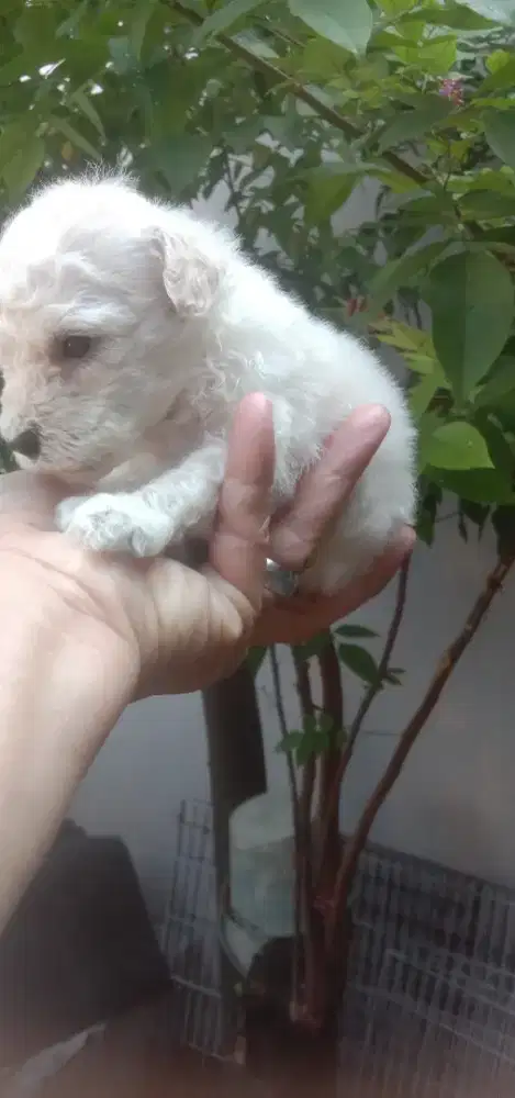 Anakan poodle jantan 1.5 bln