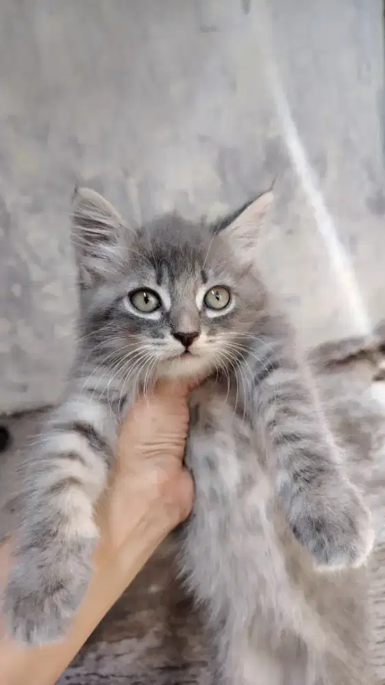 Kitten Persia campuran Maine Coon