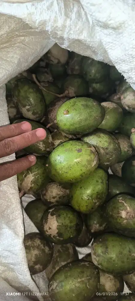 Bahan rujakmu bolo dondong kedondong seger... langsung kerumah dijamin