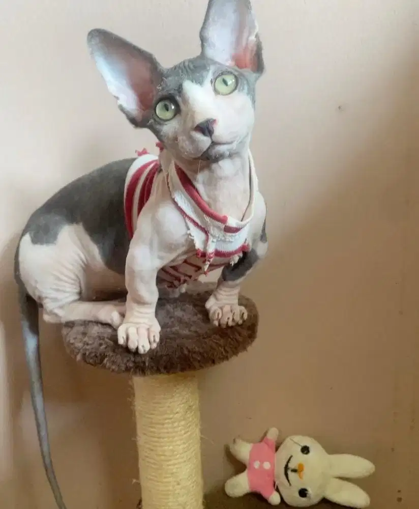 bambino jantan open pacak