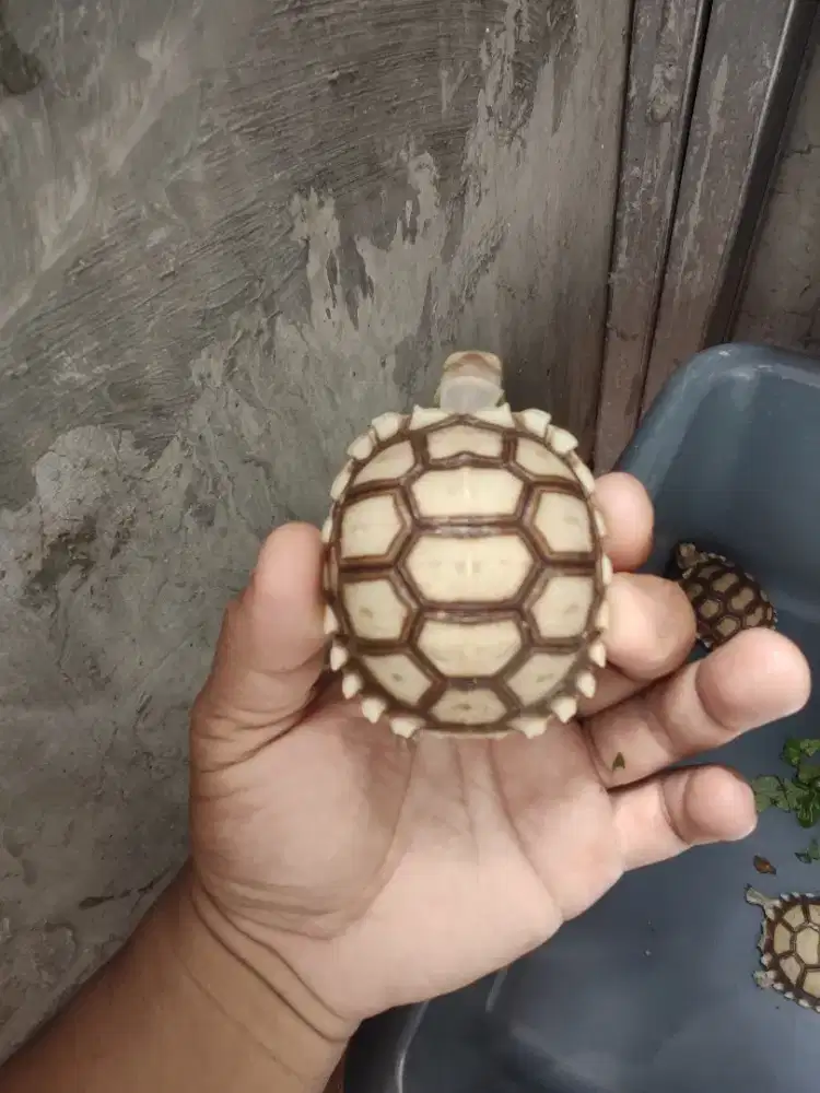 SULCATA BULAT 6CM MULUS