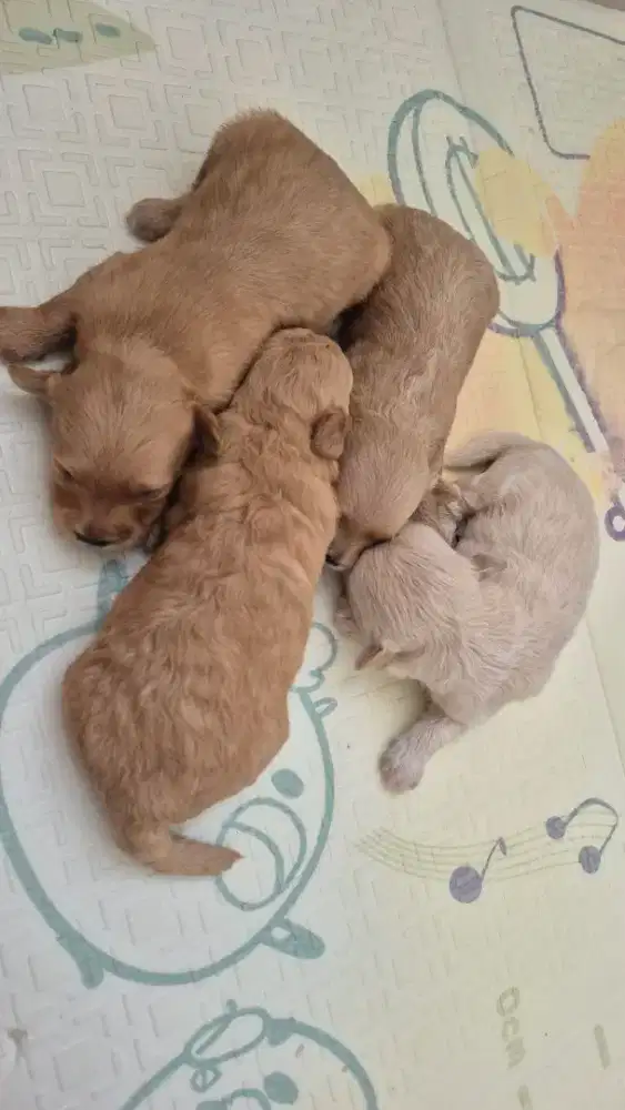 Open booking maltipoo