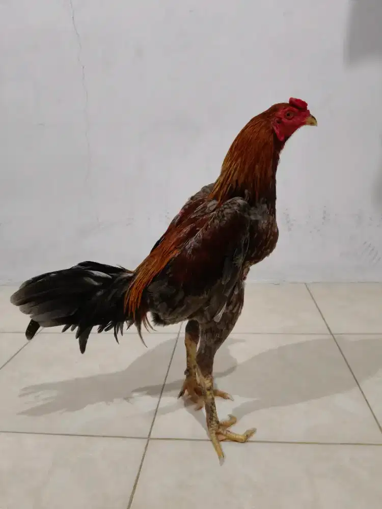 Ayam Bangkok selatan