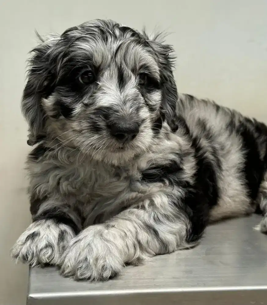 Dijual anakan ausiedoodle jantan betina