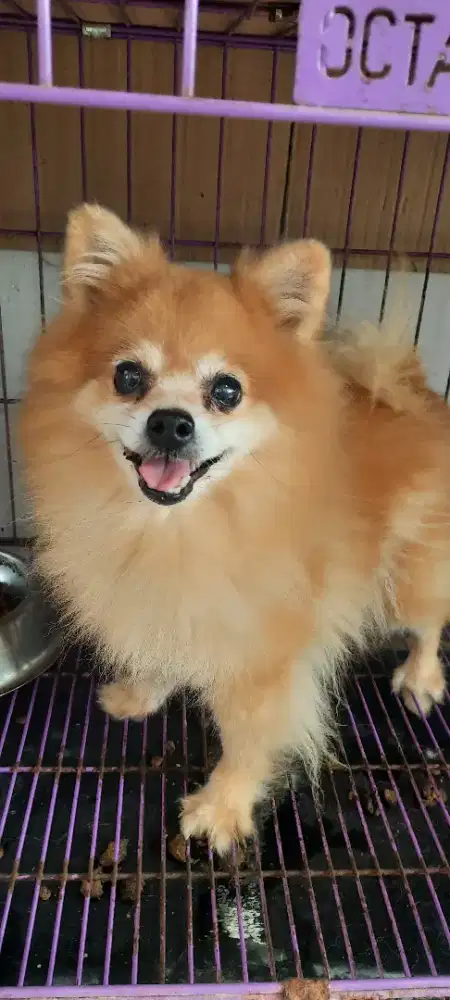 Semi hibah chihuhua dan minipom