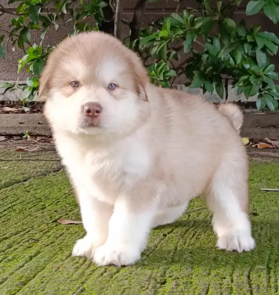 Puppy alaskan malamute exclusive colour
