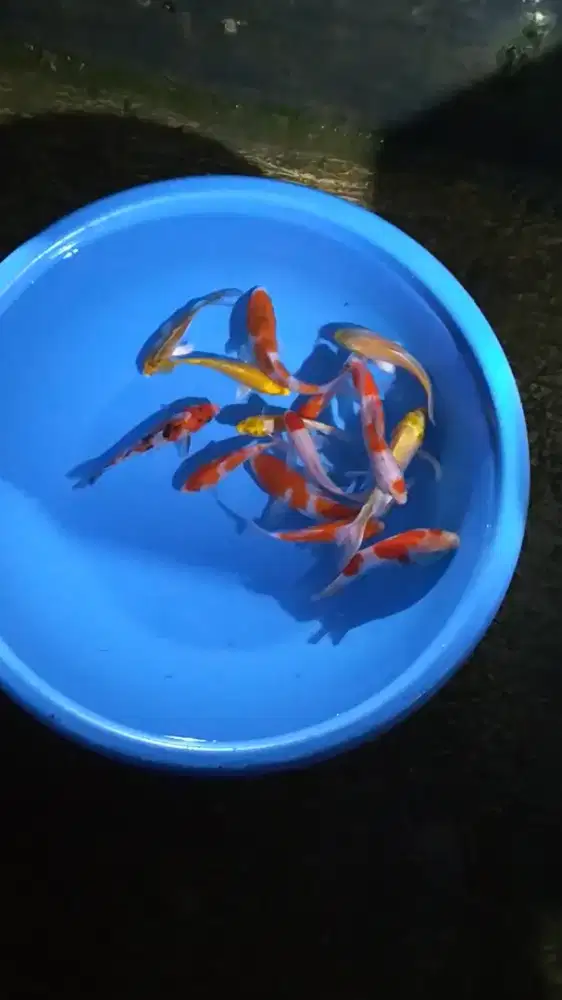 Ikan koi size 13_15cm