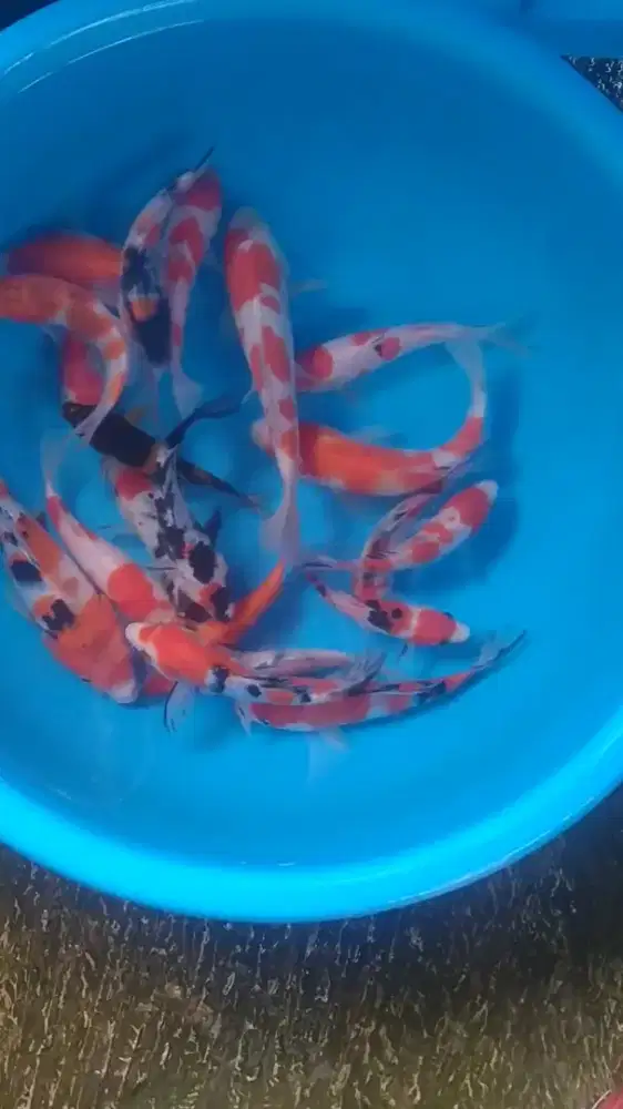 Ikan koi size 15 sampai 20cm
