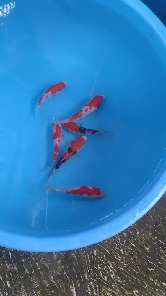 Ikan koi size 13 sampai 15cm