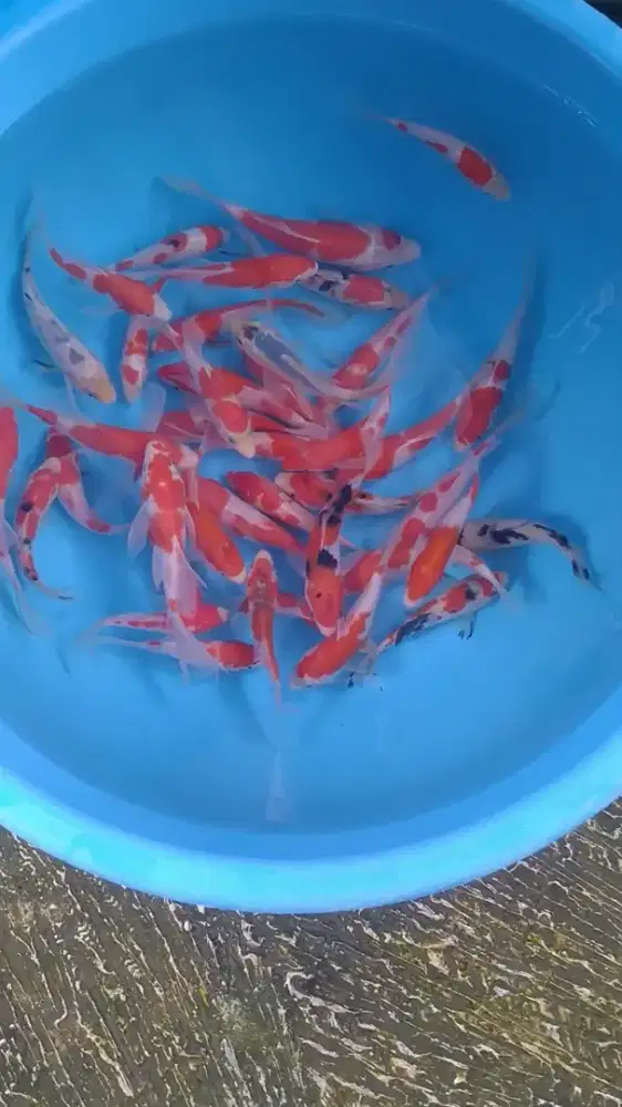 Ikan koi size 12 sampai 15cm