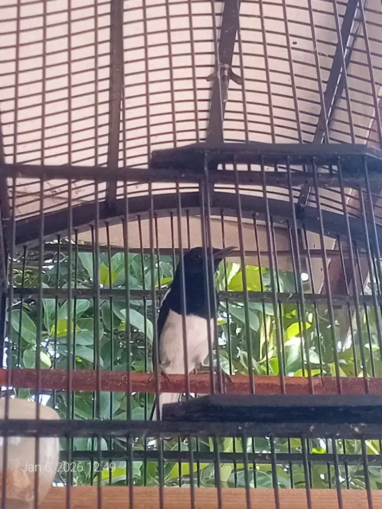 Poci atau kacer daput