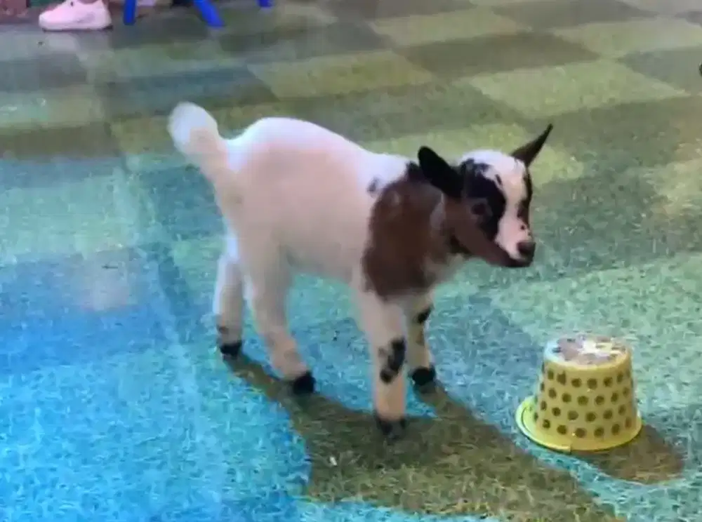 Pygmy goat kambing mini