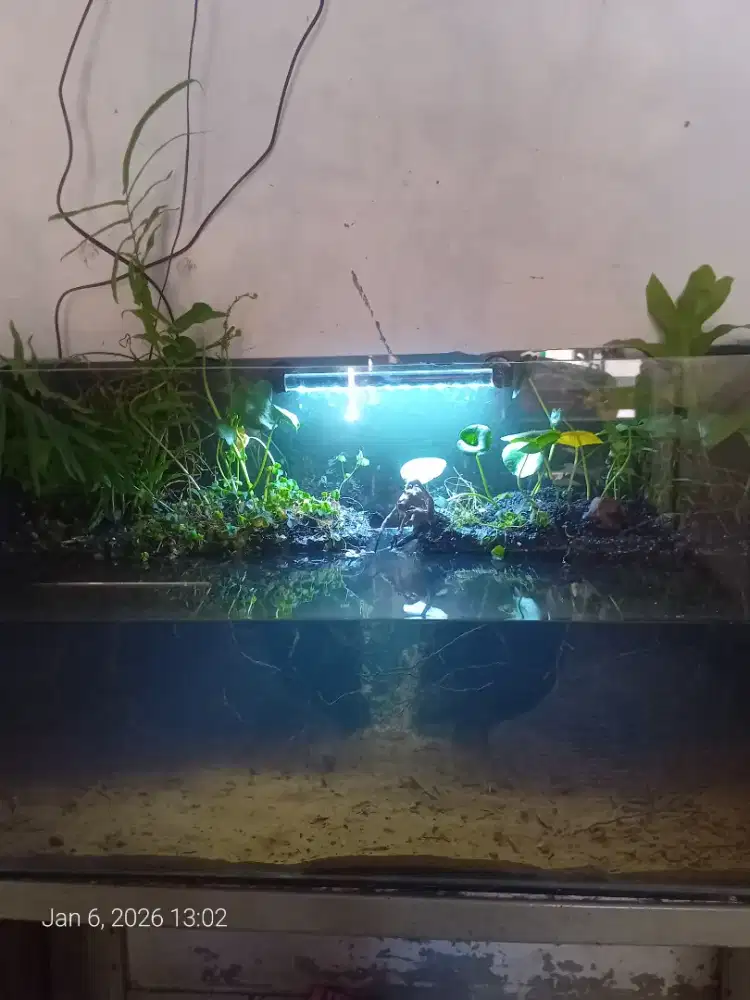 Aquarium tema galengan