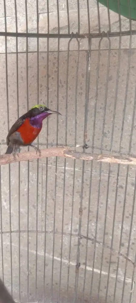 kolibri sama kandangnya