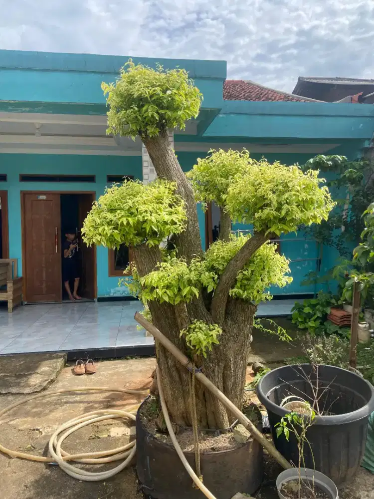 Bonsai anting putri batang besar