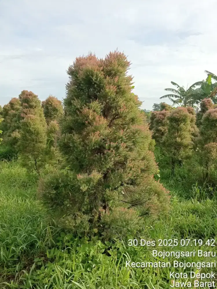 Jual tanaman pohon kayu putih micro