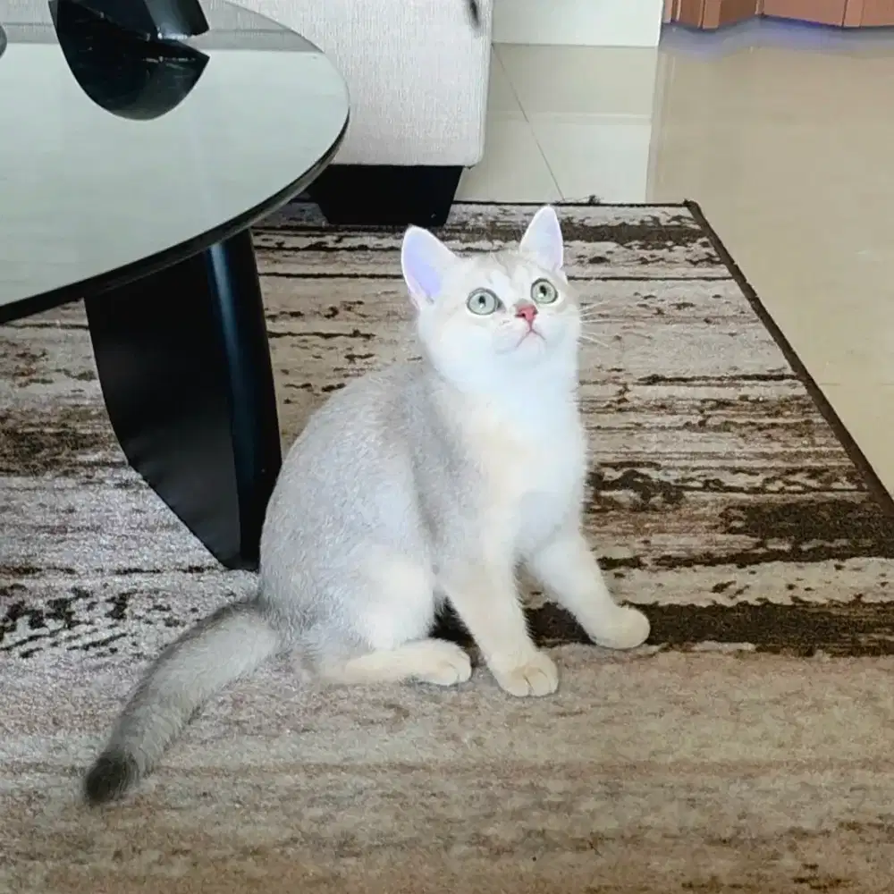 Kitten British Shorthair BSH Betina Golden AY12