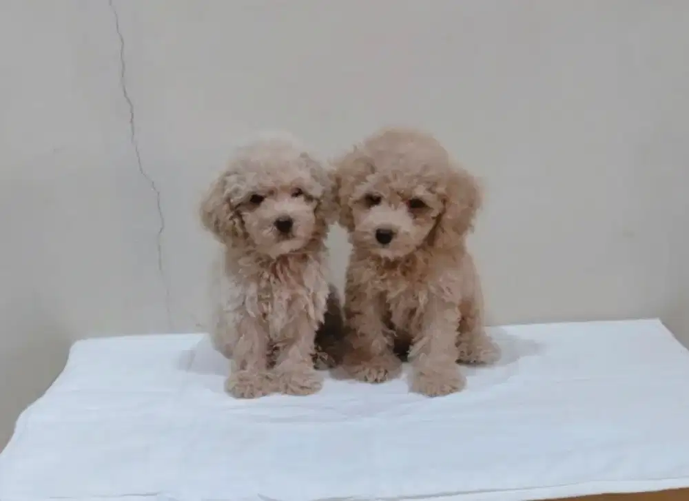 Dijual 2 puppies poodle jantan