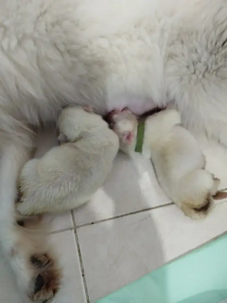 Samoyed Puppies Jantan Stamboom Vaksin