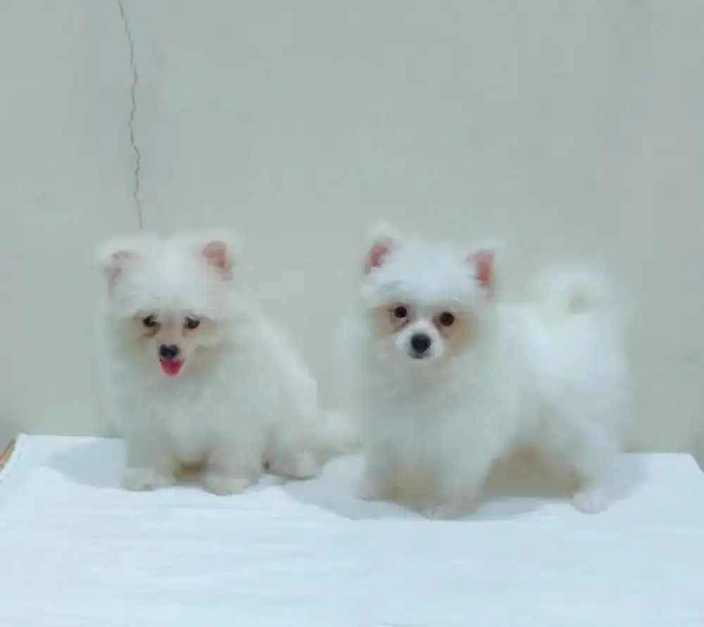 Dijual 2 puppies Pomeranian Betina